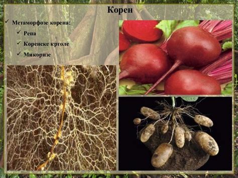 1. Koren
