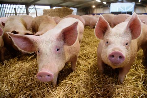 pigs welfare lincolnshire pork