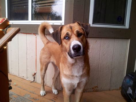 st bernard and husky 4