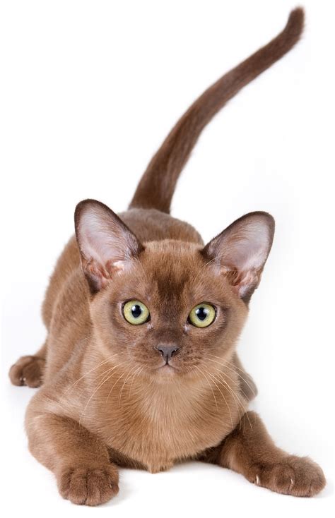 How the Burmese Cat Became a Beloved Breed