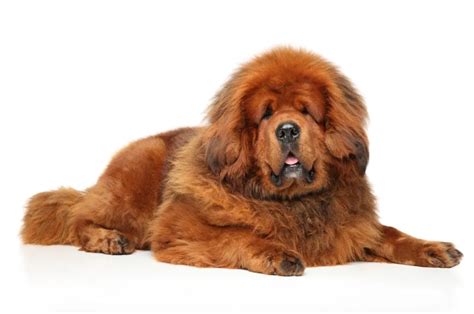 Tibetan Mastiff Dog Breed Information & Characteristics