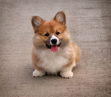 Corgi Dog Wallpaper