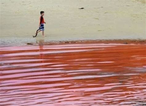 red tide detected  miles  yucatan coast yucatan magazine