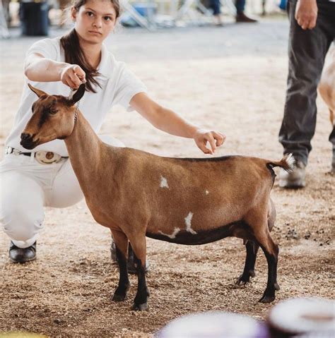 Nigerian Dwarf Goats - Dawson Gap Farm Virginia