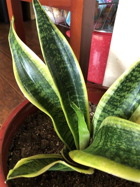 My snake plant named Nagini 💚🐍 | Snake plant, Plants, Watermelon