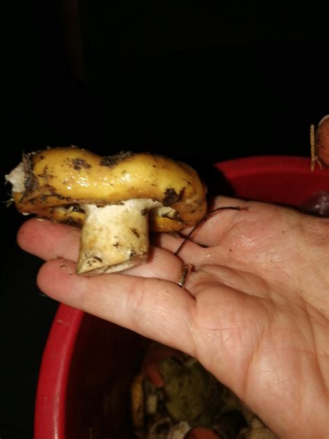 Груздь жёлтый (Lactarius scrobiculatus) фото и описание