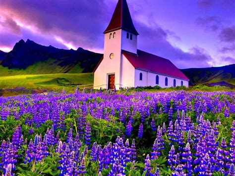 Lovely Lupine Fields - XciteFun.net