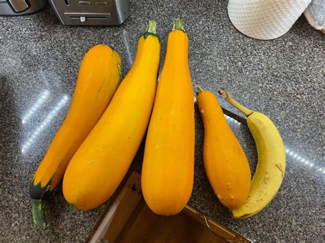 Giant squash? : r/gardening