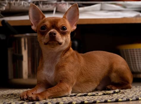 Dog Chihuahua - Free photo on Pixabay - Pixabay