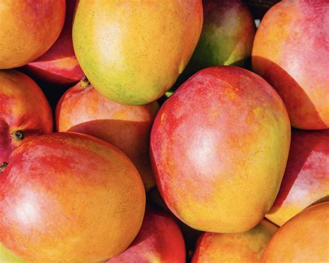 mangoes  season      mango  ripe