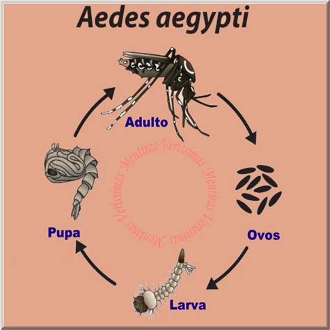 Ciclo Da Dengue Desenho - Aedes Aegypti: mosquito transmissor da dengue e outras doenças. Ciclo ...