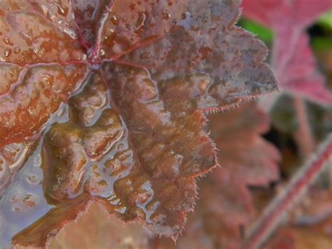 Heuchera | Plant leaves, Heuchera, Plants