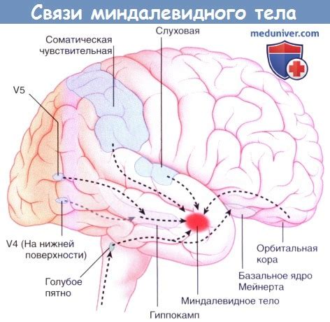 Миндалевидное тело головного мозга: функции, проводящие пути