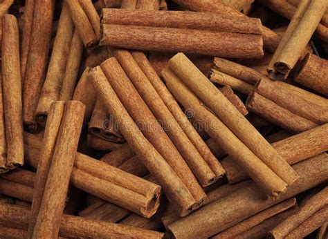 Cinnamon Bark, Cinnamomum Zeylanicum Stock Photo - Image of spice ...