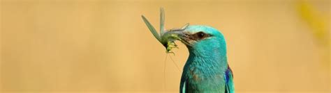 How migratory birds connect countries - BirdLife International