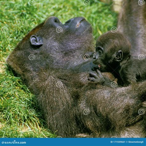 GORILLE DE PLAINE Gorilla Gorilla Graueri Stock Image - Image of adult