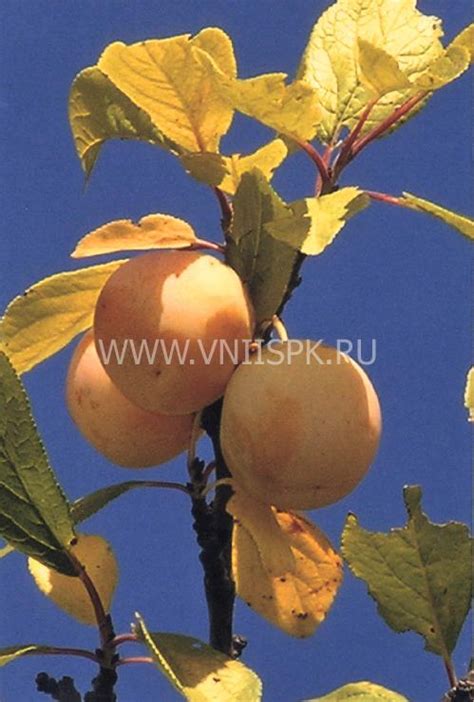 Слива домашняя, Сорт Ренклод Куйбышевский - ФГБНУ ВНИИСПК