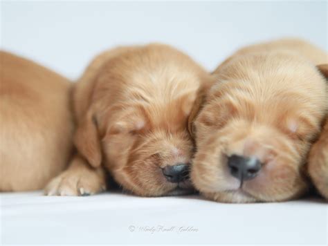 New Photos of Adorable Golden Retriever Puppies - Windy Knoll Golden