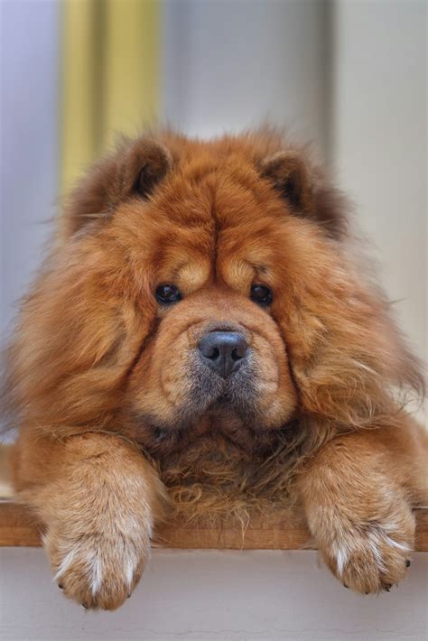 500+ Chow Chow Pictures [HD] | Download Free Images on Unsplash