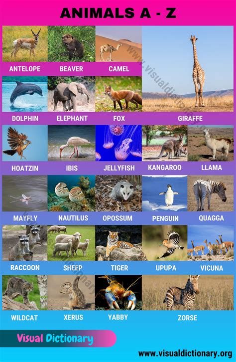 Animals A-Z: Amazing List of 300+ Animals A to Z in English - Visual ...
