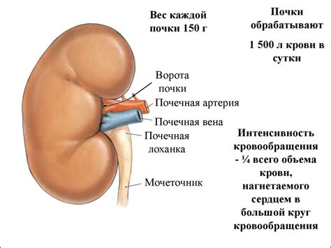 Почки - презентация онлайн
