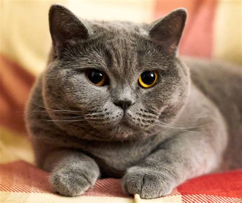 British Shorthair Vs Russian Blue - My British Shorthair