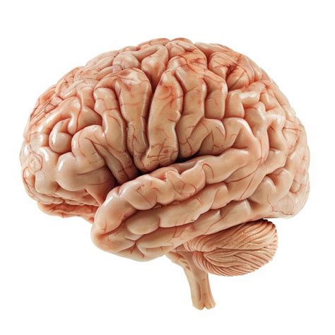 Modelo realista del cerebro humano | Imagen Premium generada con IA
