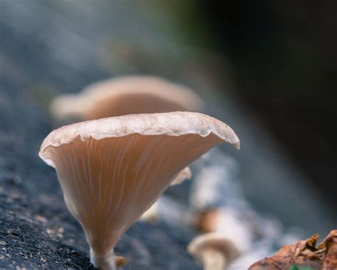 images nature forest leaf flower natural autumn flora
