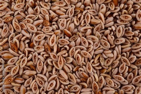 Psyllium Plantago Ovata (Ispaghula) Seed Background. Dietary Fiber Food ...