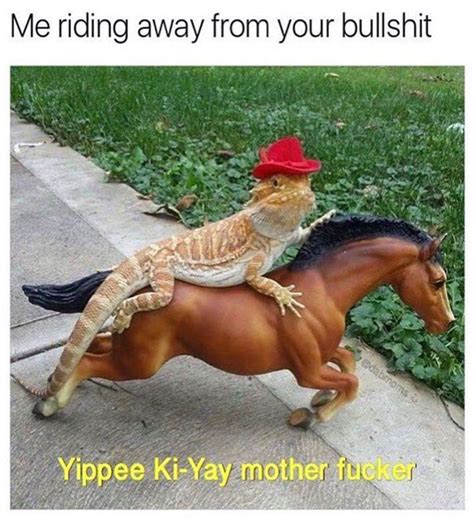 Animal Memes – FunnyFoto