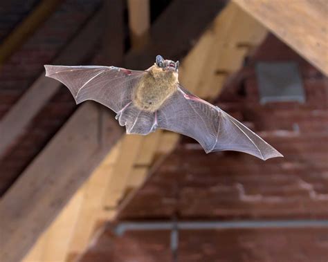 Bats In The Attic Chords at Elmer Holt blog