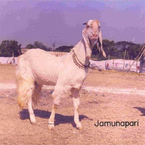 jamunapari goat style alive   price  satara id
