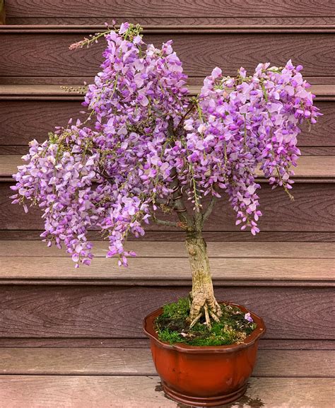 wisteria bonsai tree 10