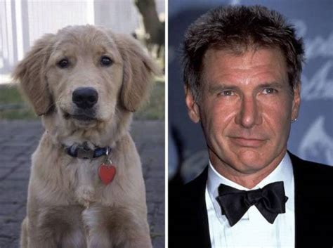 Dog looks just like Harrison Ford. - RealFunny