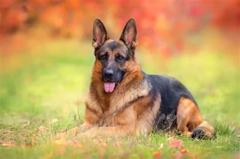 Red German Shepherd Dog Breed Facts & Information