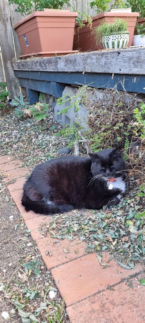 What species of catplant is this? : r/plants