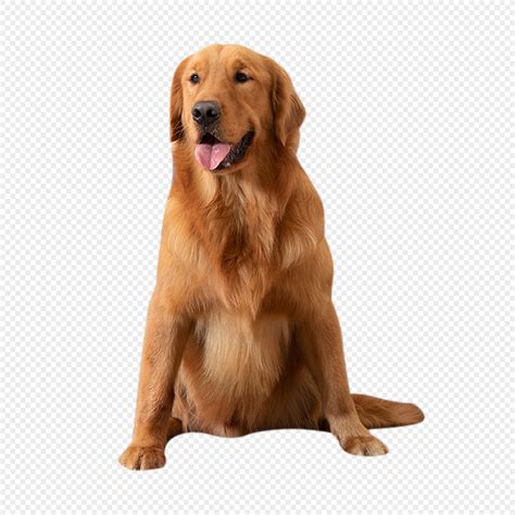 Imagens De Cachorros Png - Imagem De Cachorro Png - RETOEDU