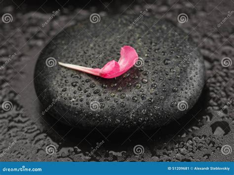 Stone and petal stock image. Image of care, black, balance - 51209681