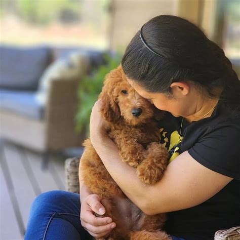 Puppy Love: Canine Companionship Enriches Lives