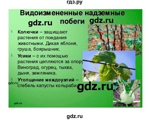 ГДЗ параграф 19 биология 7 класс Пономарева, Корнилова