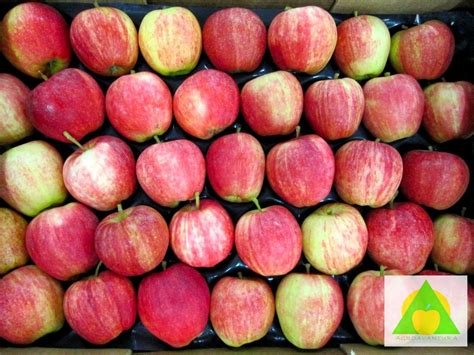 5 Najznačajnijih sorti jabuka - Agroavantura