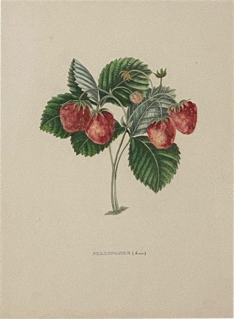 Henri-Louis Duhamel du Monceau - Botanical Study of Fruits and Nuts by
