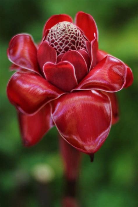 Необычные и красивые цветы | Fiori insoliti, Fiori esotici, Fiori rari