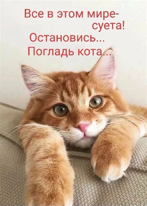 Pin von Семикина Татьяна auf Доброе утро | Lustige sprüche, Witze ...
