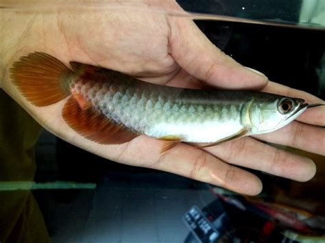 Lamtio Aquarium: Ikan Arwana Golden Red 15 cm