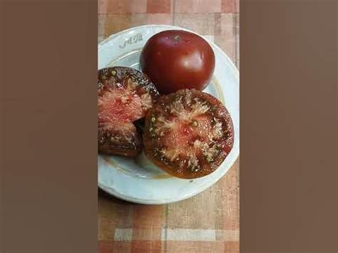 Коллекционный томат Циндао в разрезе и на вкус - YouTube