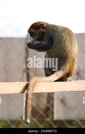 Cute baby de brazza monkey Stock Photo - Alamy