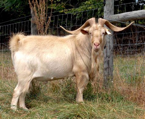11 Popular Goat Breeds
