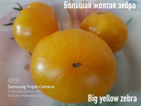Томат Большая желтая зебра: описание сорта, отзывы, фото | tomatland.ru