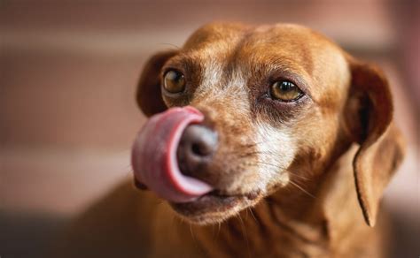 Cachorro Lambendo O Ar - Por que os Cachorros Lambem o Ar: Compreendendo o Comportamento Canino ...